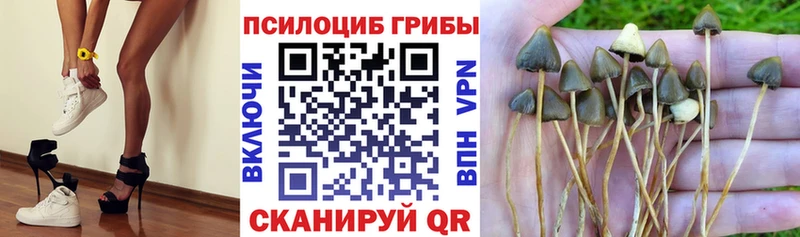 Галлюциногенные грибы Psilocybine cubensis  Иркутск 